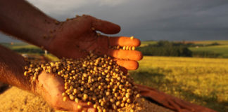 A safra de soja do Paraná na temporada 2021/22 está agora estimada em 13,1 milhões de toneladas, de acordo com levantamento emergencial feito