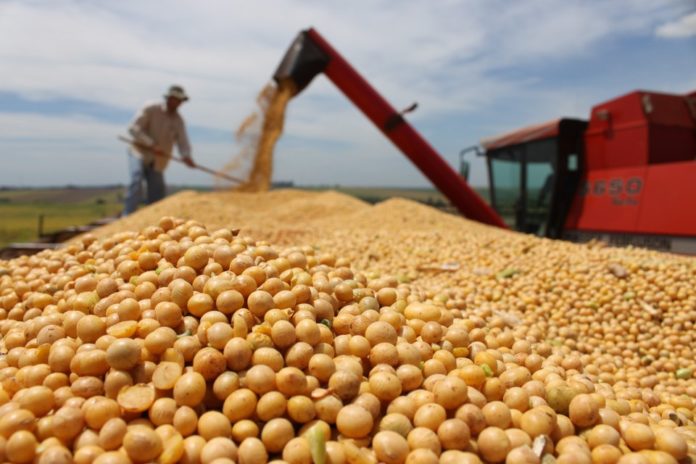 Os custos de produção da soja geneticamente modificada em Mato Grosso tiveram alta de 24,41% entre setembro de 2020 e igual período deste ano.