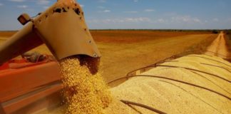 O Brasil segue quebrando todos os recordes quando o assunto é exportação de soja. De janeiro a maio deste ano o país já embarcou 49,725 milhões de toneladas