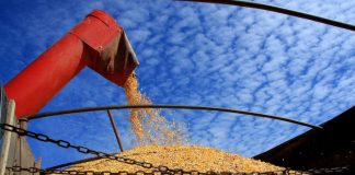 Com mais de 90% da segunda safra de milho colhida em Mato Grosso, os agricultores do Estado contam com um recuo de 16,3% no frete rodoviário